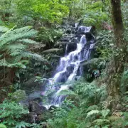 Wentworth Falls waterfall walk Whangamata