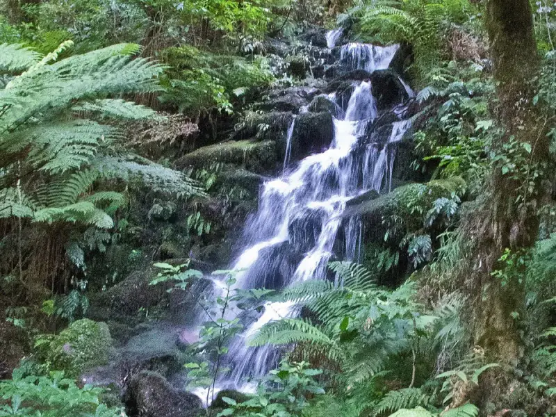 Wentworth Falls waterfall walk Whangamata