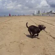 Dog friendly beaches in Whangamata