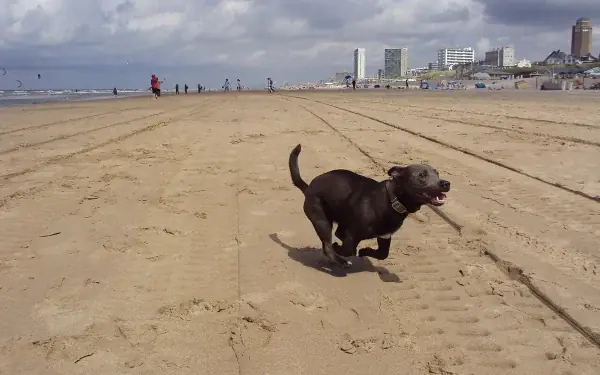 Dog friendly beaches in Whangamata