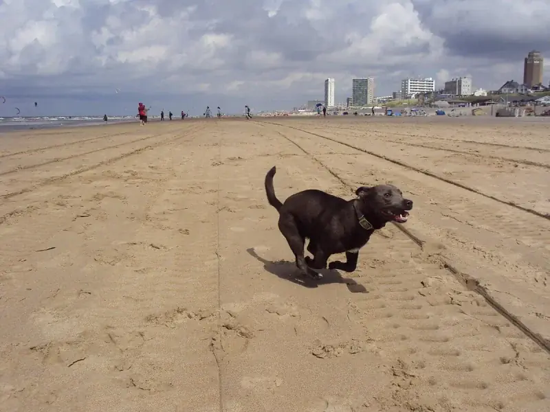 Dog friendly beaches in Whangamata