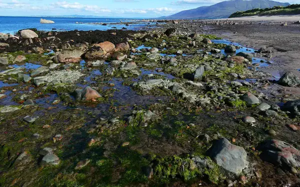 Whangamata tide times