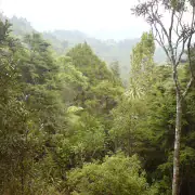 Whangamata walks and hiking tracks