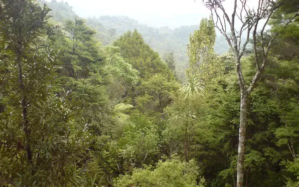 Whangamata walks and hiking tracks