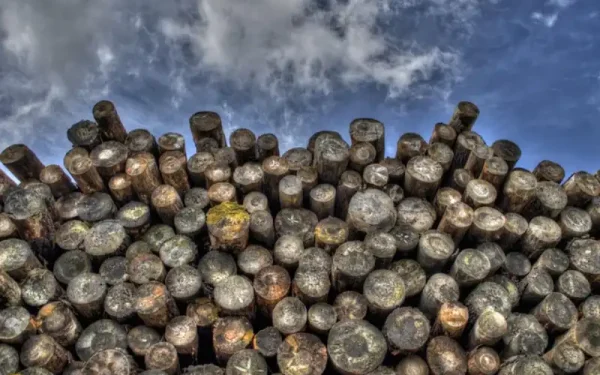 Carters Whangamata and Building Supplies