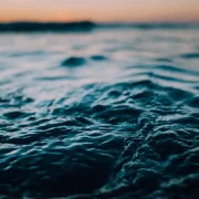 Sea Snakes, Sea Lice and Marine Life in Whangamata