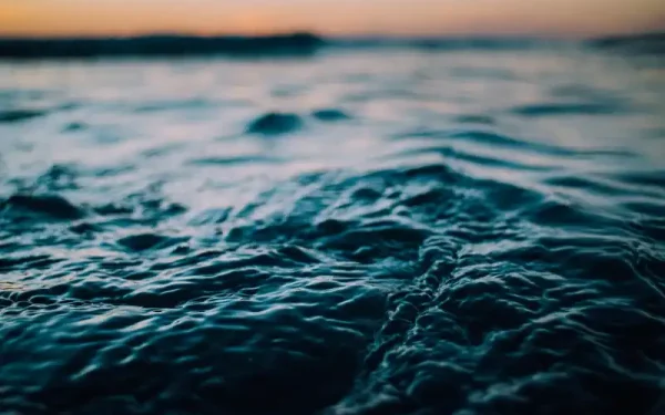 Sea Snakes, Sea Lice and Marine Life in Whangamata