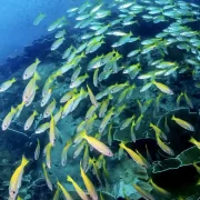 Whangamata Outer Rubble: Fishing, Diving and Reef Guide