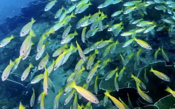 Whangamata Outer Rubble: Fishing, Diving and Reef Guide