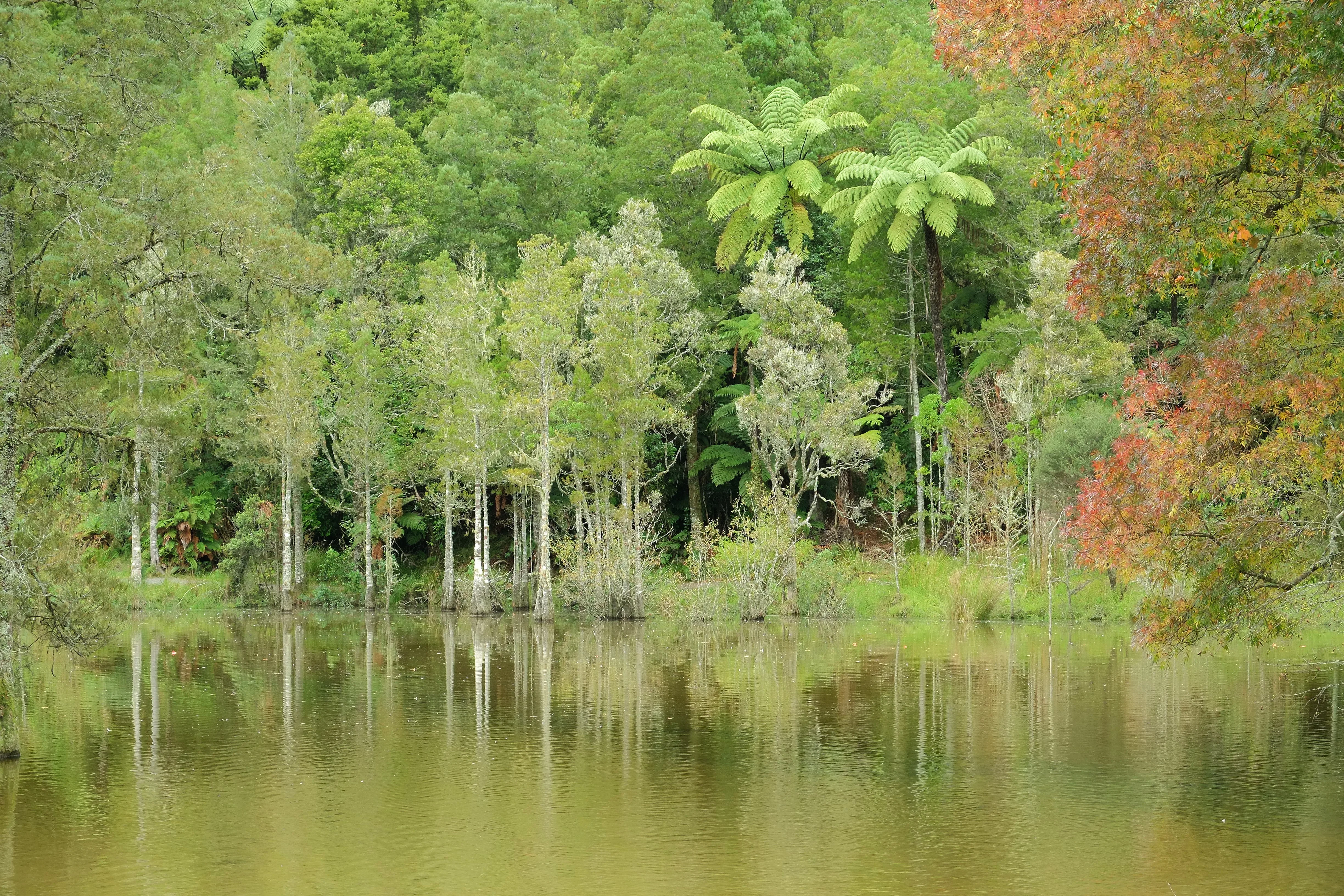 Native bush tree ferns Coromandel Peninsula New Zealand