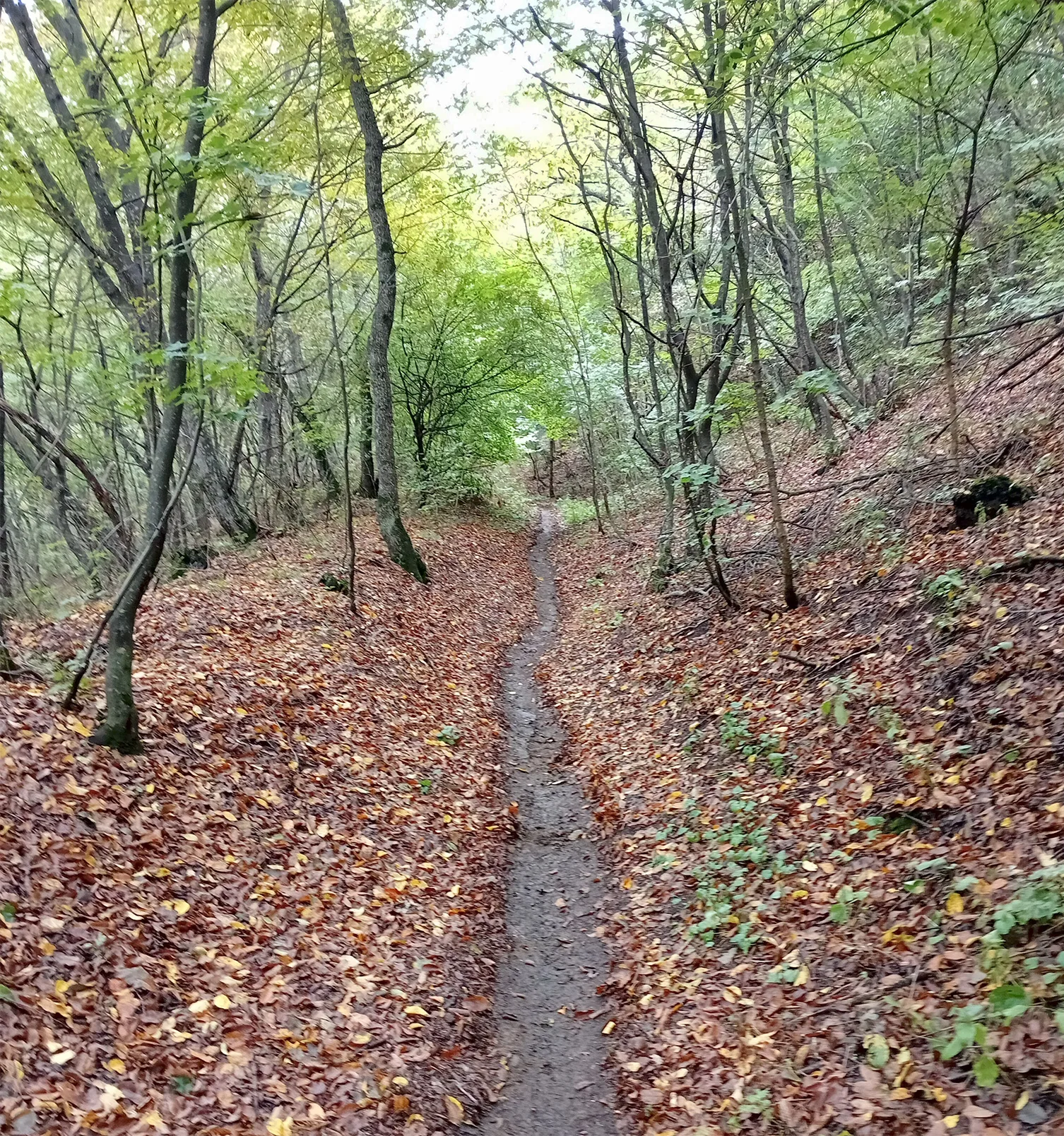 Mountain bike trail through forest single track