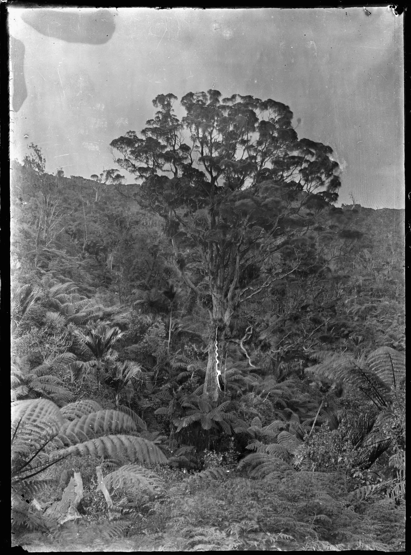 Large kauri tree in native Coromandel rainforest