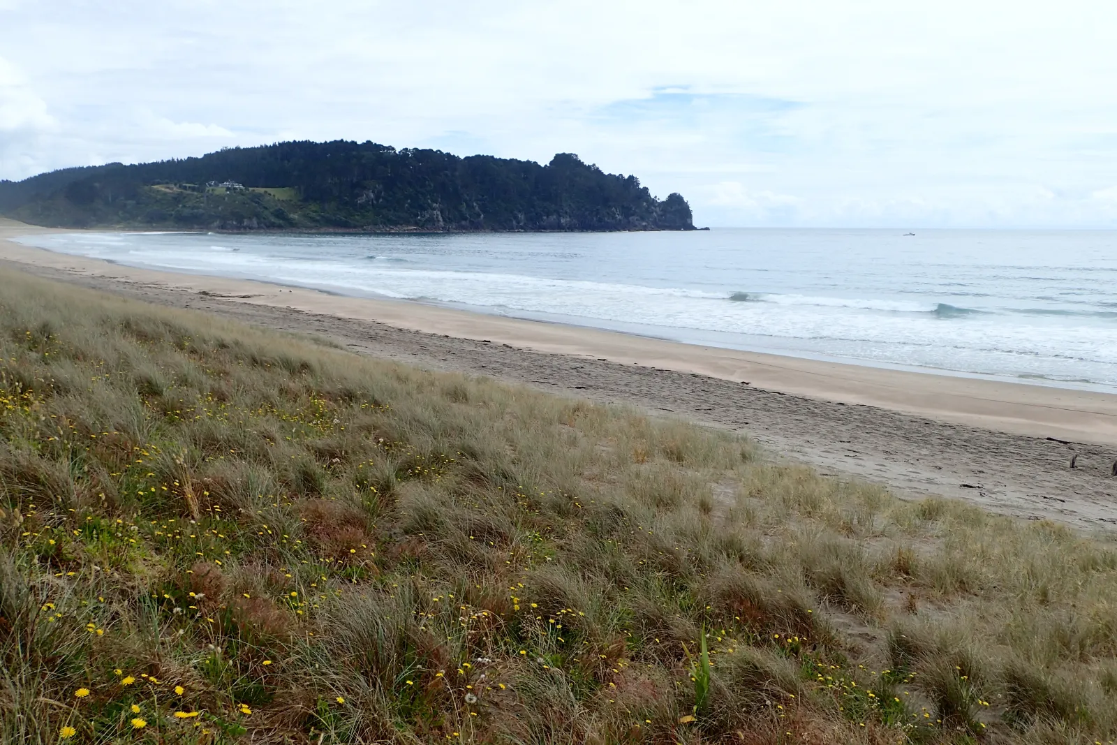 Visitors digging their own hot pools in the sand at Hot Water Beach, Coromandel