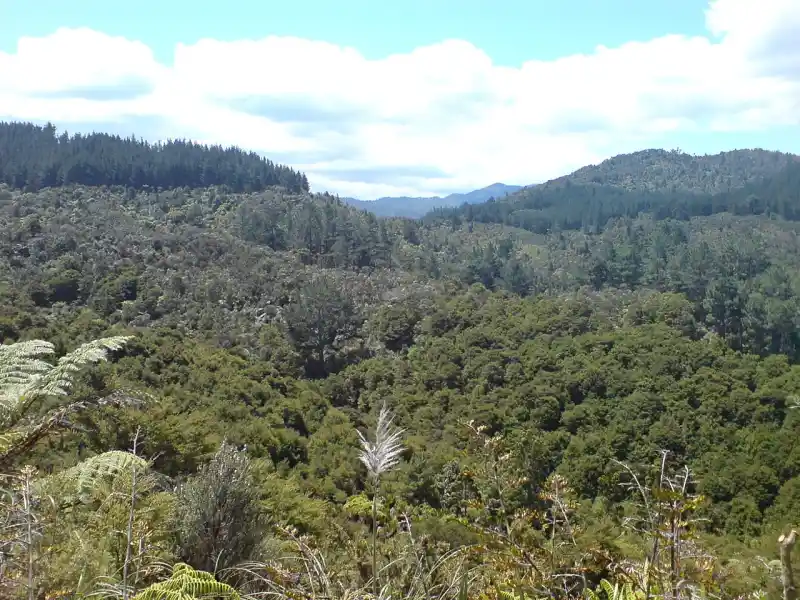 Lush green landscape of the Coromandel Peninsula